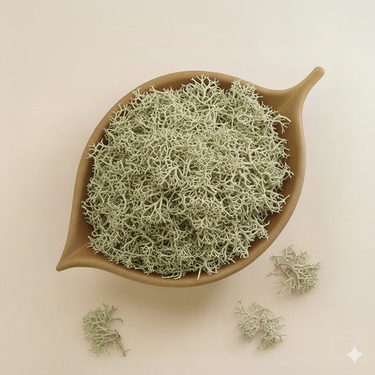 Usnea Lichen whole
